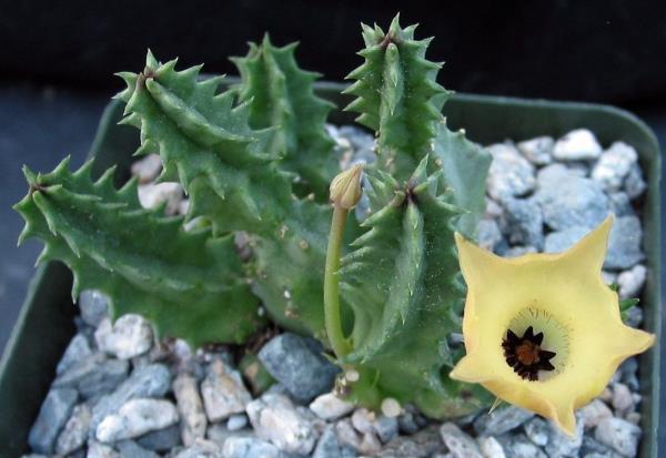 http://www.cloudjungle.com/cloudjungle/Asclepiadaceae/Huernia/Huernia thuretii.jpg